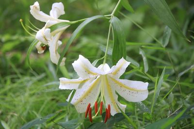 ヤマユリ（ユリ科）