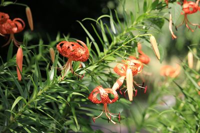 オニユリ（ユリ科）