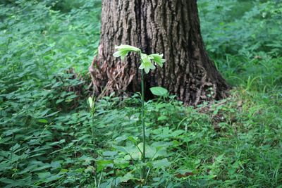 ウバユリ（ユリ科）