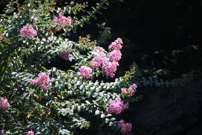 サルスベリ（ミソハギ科）