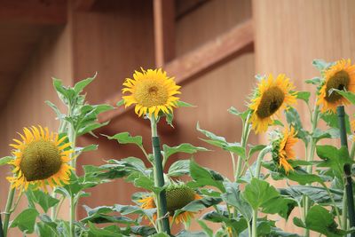 ヒマワリ（はるかのひまわり）（キク科）