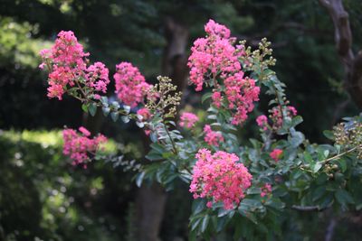 サルスベリ（ミソハギ科）