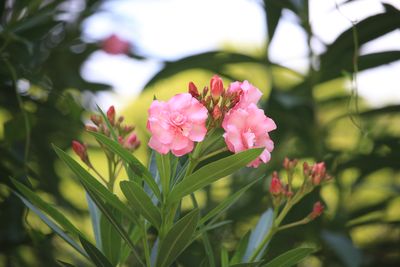 キョウチクトウ（キョウチクトウ科）