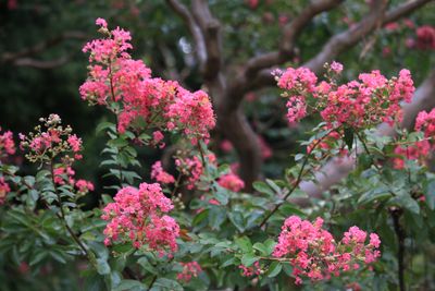 サルスベリ（ミソハギ科）