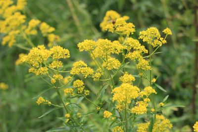 オミナエシ（スイカズラ科）