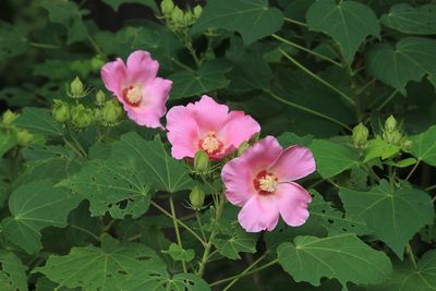 フヨウ（アオイ科）