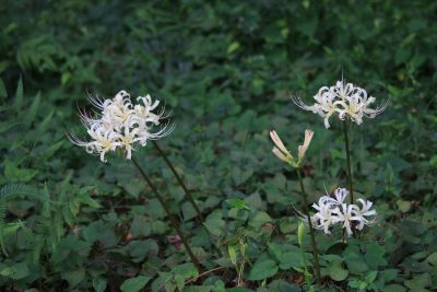 シロバナマンジュシャゲ（ヒガンバナ科）