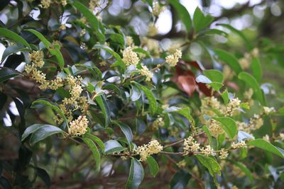 ウスギモクセイ（モクセイ科）