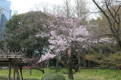 コヒガンザクラ（バラ科）