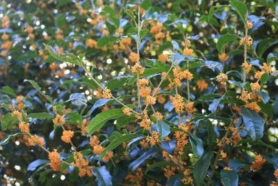 キンモクセイ（モクセイ科）