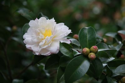 サザンカ（ツバキ科）