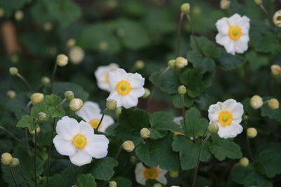 シュウメイギク（キンポウゲ科）