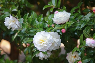 サザンカ（ツバキ科）