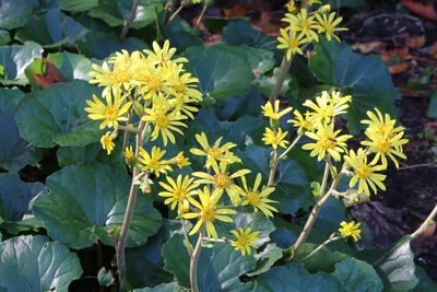 ツワブキ（キク科）