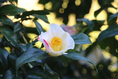 ツバキ（秋一番）（ツバキ科）