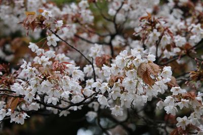 ヤマザクラ（バラ科）