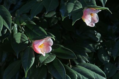 写真：ツバキ（西王母）（ツバキ科）