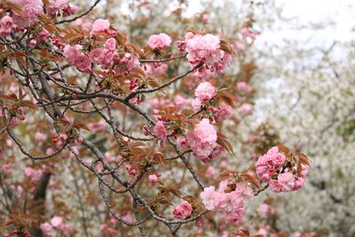 サトザクラ（関山）（バラ科）