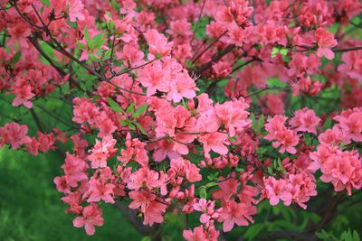 ヤマツツジ（ツツジ科）