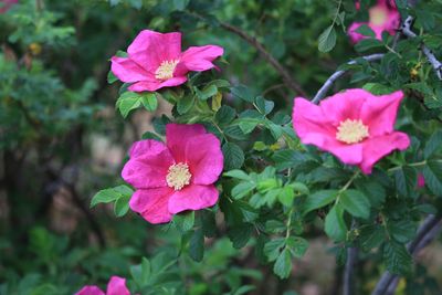 ハマナス（バラ科）