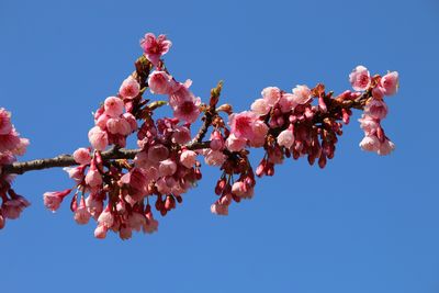 カンザクラ（バラ科）