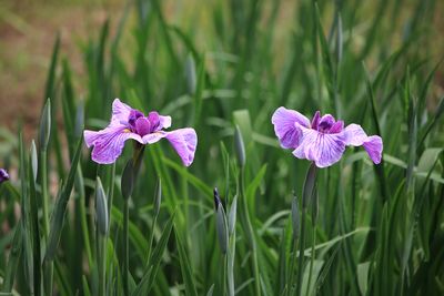 ハナショウブ（アヤメ科）