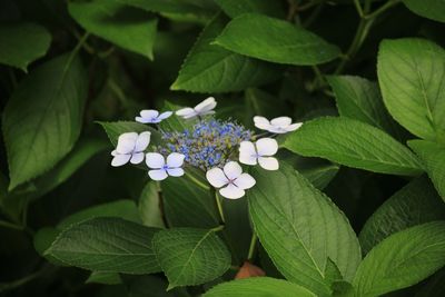 ガクアジサイ（アジサイ科）