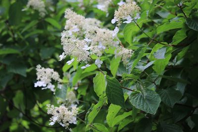 ノリウツギ（アジサイ科）