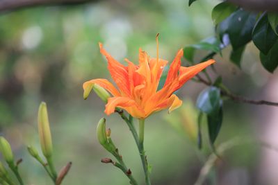 ヤブカンゾウ（ツルボラン科）