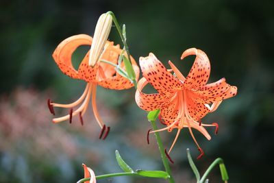 オニユリ（ユリ科）