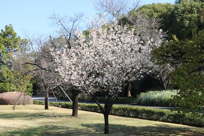 シナミザクラ（バラ科）