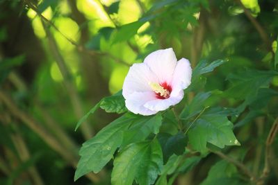 ムクゲ（アオイ科）