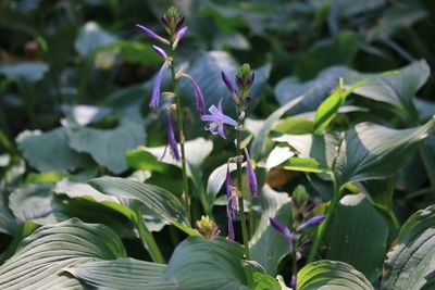 コバギボウシ（キジカクシ科）