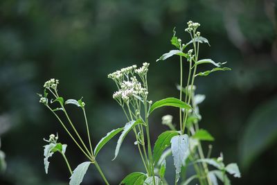 フジバカマ（キク科）