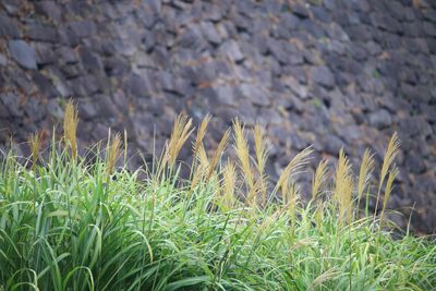 ススキ（イネ科）