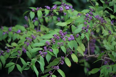 コムラサキ（実）（シソ科）