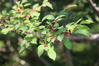 ウメモドキ（実）（モチノキ科）