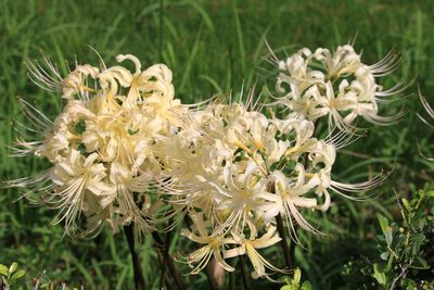 シロバナマンジュシャゲ（ヒガンバナ科）