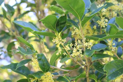 ウスギモクセイ（モクセイ科）