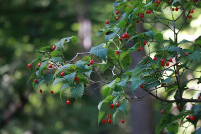 オトコヨウゾメ（実）（ガマズミ科）