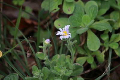 ダルマギク（キク科）