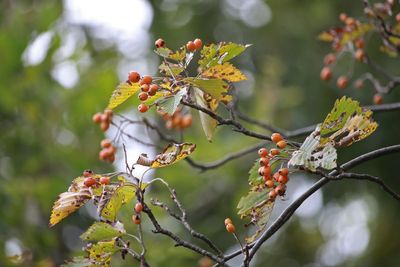ウラジロノキ（実）（バラ科）