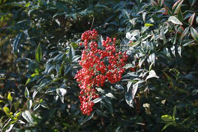 ナンテン（実）（メギ科）