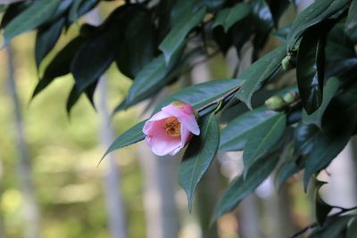 ツバキ（西王母）（ツバキ科）