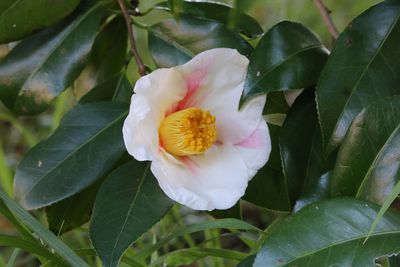 ツバキ（秋一番）（ツバキ科）