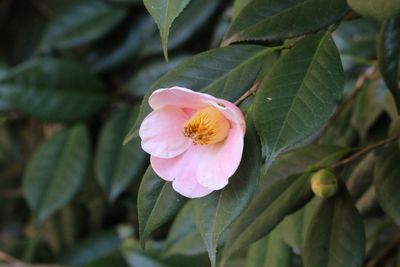 ツバキ（西王母）（ツバキ科）