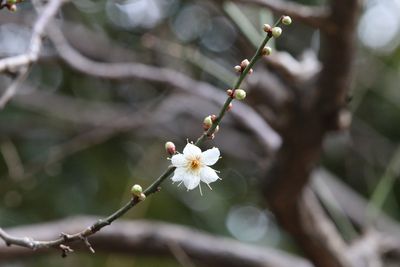 ウメ（新冬至）（バラ科）