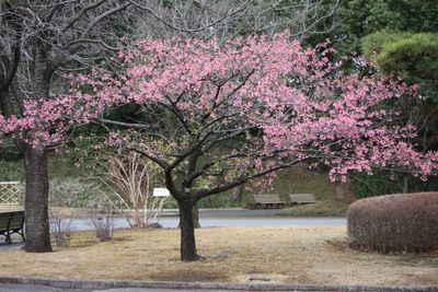 リュウキュウカンヒザクラ（バラ科）