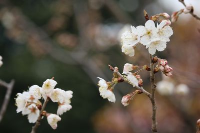 シナミザクラ（バラ科）