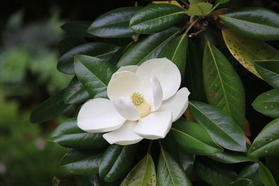 タイサンボク（モクレン科）